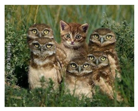 Свой среди чужих